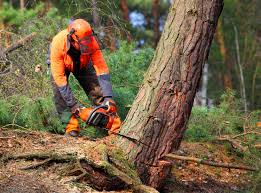 Best Firewood Processing and Delivery  in Chena Ridge, AK