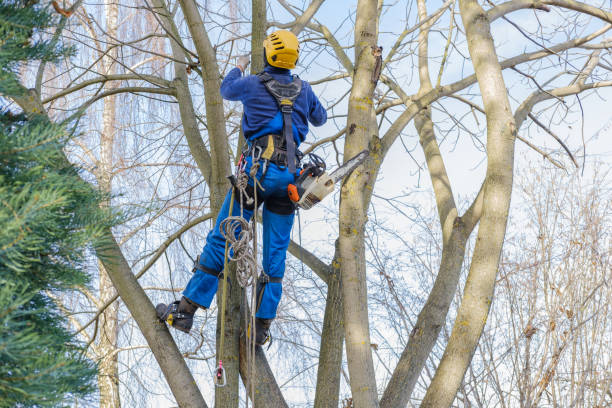 How Our Tree Care Process Works  in  Chena Ridge, AK